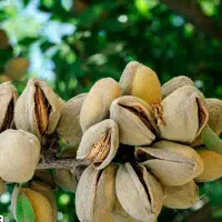 عرضه نهال بادام شکوفه|خدمات باغبانی و درختکاری|نمین, |دیوار