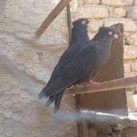 طوقی و قیل