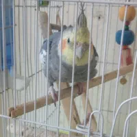 عروس هلندی|پرنده|رباط‌کریم, مسکن مهر آبشناسان|دیوار