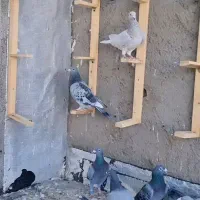 پرنده|پرنده|جغتای, |دیوار