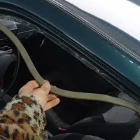 پراید هاچبک مدل 84 تمام انژکتور|خودرو سواری و وانت|نسیمشهر, |دیوار