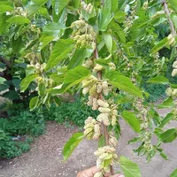 توت رسمی ،درخت توت سفید،نهال گلخانه نهالستان .مشهد|گل و گیاه طبیعی|مشهد, خواجه ربیع|دیوار