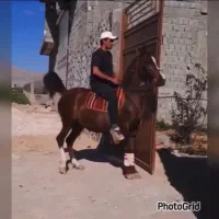 مادیان پایه کرد