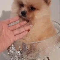 فروش پامرهای فنجونی