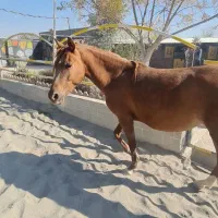 اسب مادیان|اسب و تجهیزات اسبسواری|رباطکریم, پیغمبر|دیوار