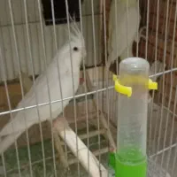 عروس هلندی،گرینچیک،برزیلی،ملنگو،مرغ عشق|پرنده|بندر کنگان, |دیوار