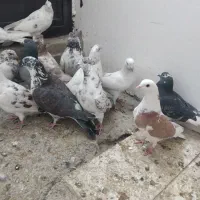 ۲۳ عدد قریب گیری|پرنده|شهریار, شهریار|دیوار