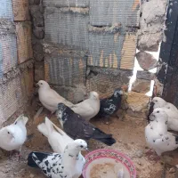 کبوتر فروشی|پرنده|شاهرود, |دیوار