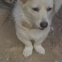 حیوان خانگی|سگ|زاوه, |دیوار