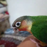 طوطی گرینچیک