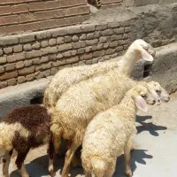 میش وبره