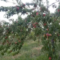 چهار دیواری با امکان معاوضه با خودروهم است