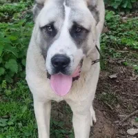 سگ سفید آلابای