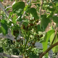 باغ پسته بینالود 3000متر 50دقیقه آب چاه|فروش دفتر صنعتی، کشاورزی، تجاری|ملک‌آباد, |دیوار