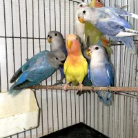 طوطی برزیلی