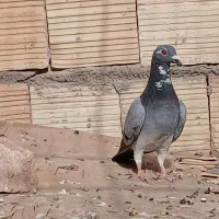 پلاکی|پرنده|نرماشیر, |دیوار