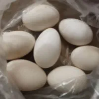 تخم بوقلمون غاز