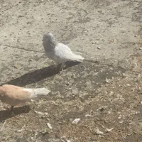 کبوتر|پرنده|شیراز, سهل‌آباد|دیوار