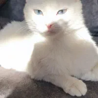 گربه پرشین کلاسیک چشم رنگی