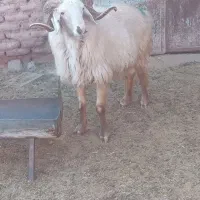 قوچ تخمی فروشی