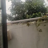 نارنج نارنج نارنج فقط نارنج