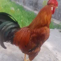خروس