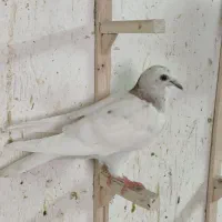 کله هما لکه دار|پرنده|کاشمر, |دیوار