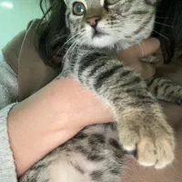 واگذاری گربه نر ۲ماهه