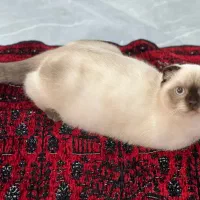 گربه نر ۷ ماهه
