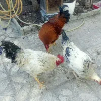 خروس رسمی و لاری سالم جوان بزرگ