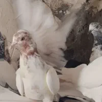 کله دم سبز و کله دار و سفید
