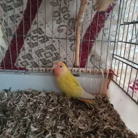 طوطی برزیلی|پرنده|بابکان, |دیوار