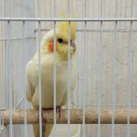 عروس هلندی مولد|پرنده|شیراز, سعدیه جنوبی|دیوار