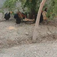 ۱۰عدد مرغ اعدد خروس اعدد ارک معاوضه با عروس هلندی