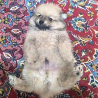 سگ پامر خرسی اصل