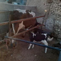 تلیسه وگوساله