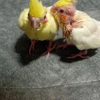 عروس هلندی دستی