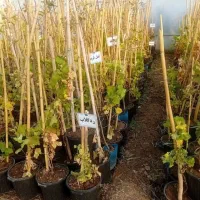 نهال مثمر و غیر مثمر با کیفیت