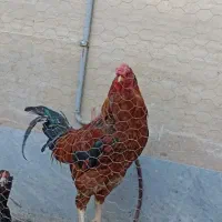 خروس دورگه لاری|حیوانات مزرعه|ماهدشت, |دیوار