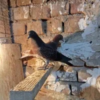 یک جفت جوجه کفتر مخلفه بوم ندیده پرشی|پرنده|کاشان, فاز ۲ ناجی آباد|دیوار