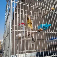 سهره قناری نر