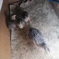 جوجه بوقلمون و جوجه شاخک