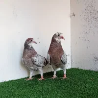 جوجه کبوتر بلند پرواز شمال( بندرگز )