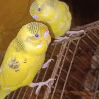 دو عدد مرغ عشق نر|پرنده|خرمشهر, |دیوار