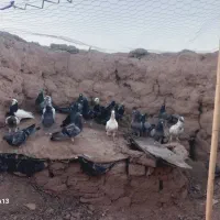 کفتر یا کبوتر