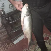 ماهی غزل سفید  بدون استخوان  زنده وتازه|خوردنی و آشامیدنی|الیگودرز, |دیوار