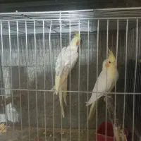 عروس هلندی جفتهای مولد|پرنده|بافق, |دیوار