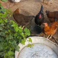فروش مرغ و خروس وغاز تخم گذار