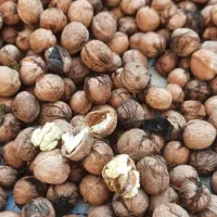 گردوی تازه باسمنج