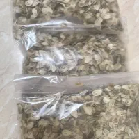گلپر تازه، پونه کوهی تازه،